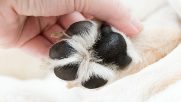 Cuidados que você deve ter com as patinhas do seu cachorro