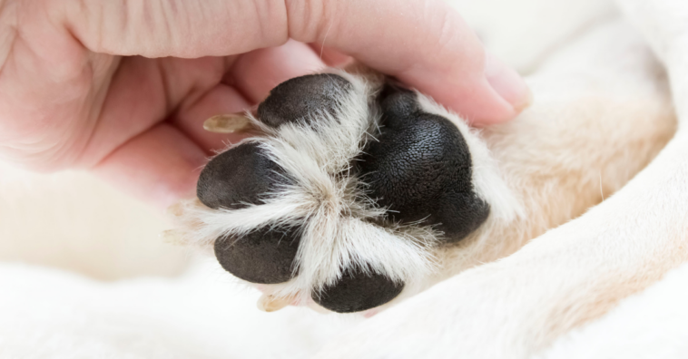 Cuidados que você deve ter com as patinhas do seu cachorro