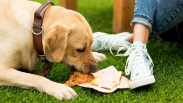 Cuidados que você precisa ter se dá restos de comida para o seu cachorro