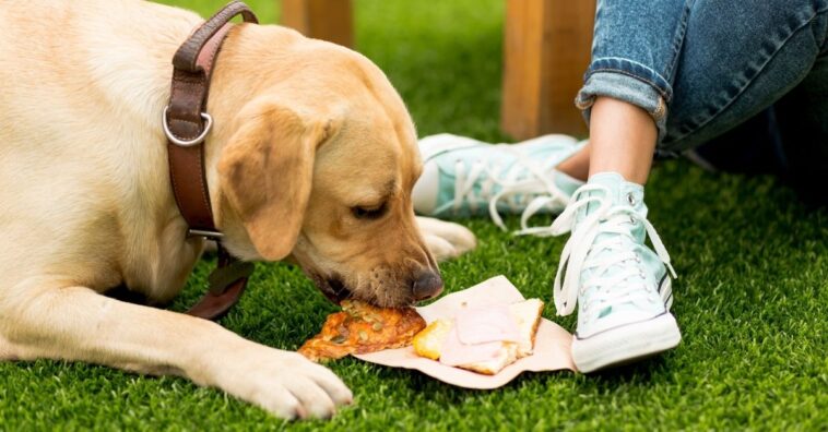 Cuidados que você precisa ter se dá restos de comida para o seu cachorro
