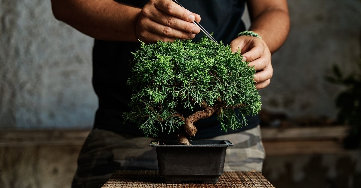 bonsai