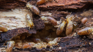 como acabar com Cupim no jardim