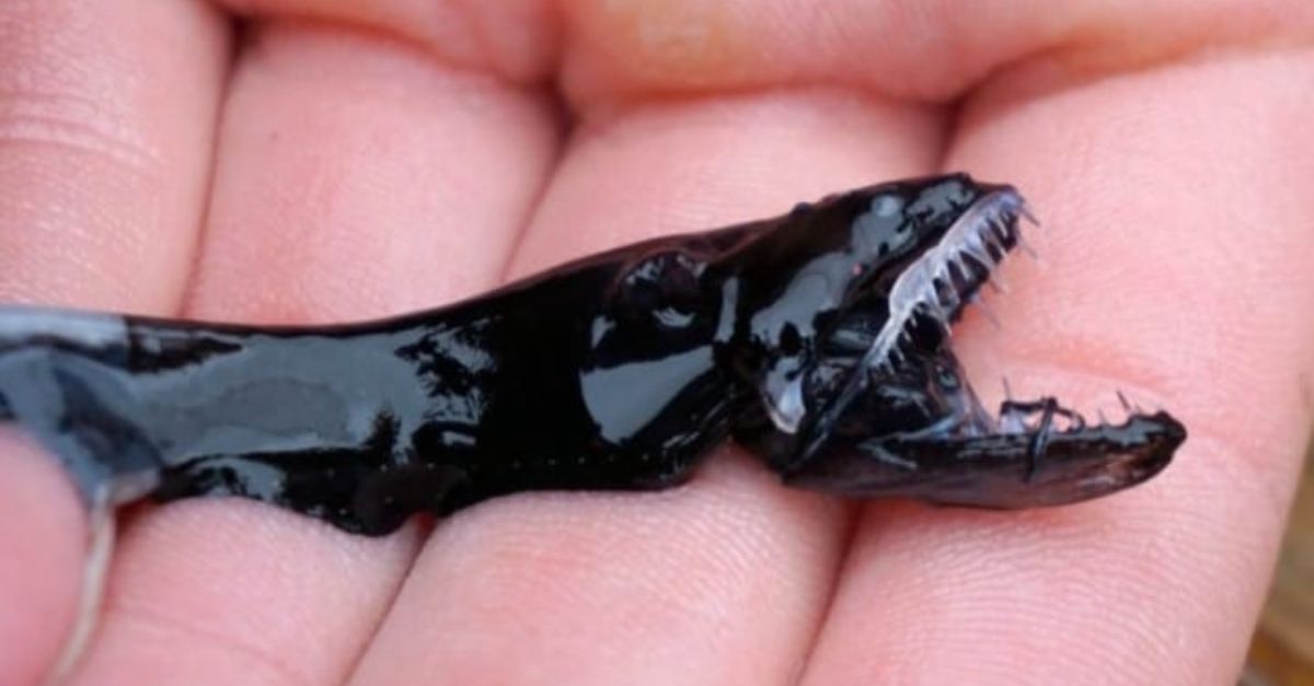 Curiosidades sobre animais exóticos peixe dragão negro