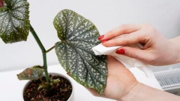 Dar brilho às folhas das plantas