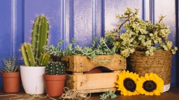 ideias de Decoração com cactos