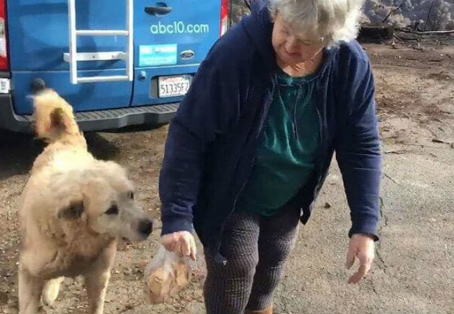 Depois de casa incendiada, cachorro sobrevivente esperou donos