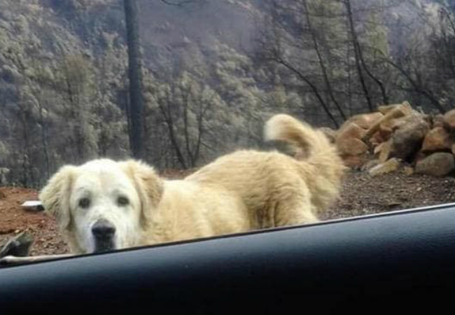 Depois de casa incendiada, cachorro sobrevivente esperou pelos donos