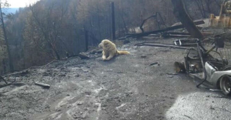 Depois de casa incendiada, cachorro sobrevivente esperou pelos donos por um mês