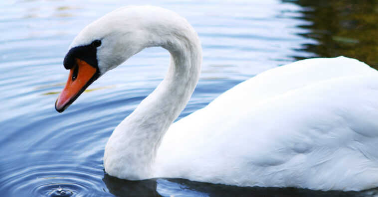 Depois de ter ovos quebrados, cisne morre de tristeza