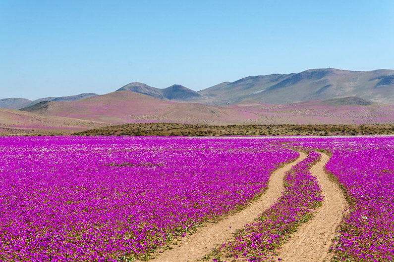 Desertos Floridos Fenômenos naturais raros
