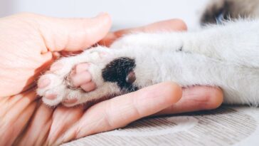 Como cuidar das patas de gato
