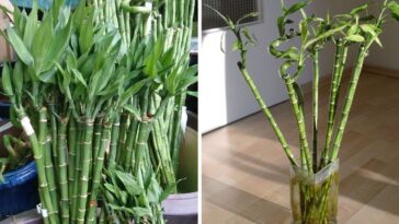 Dicas de cultivo do bambu da sorte