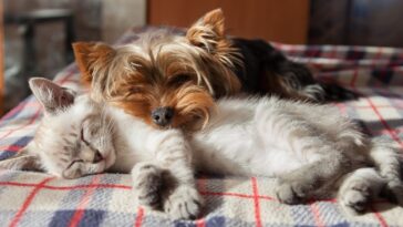 Dicas para diminuir queda de pelo de animais