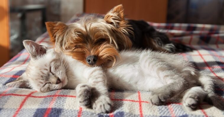 Dicas para diminuir queda de pelo de animais