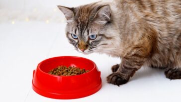 Dicas para facilitar na hora de dar remédios para cães e gatos