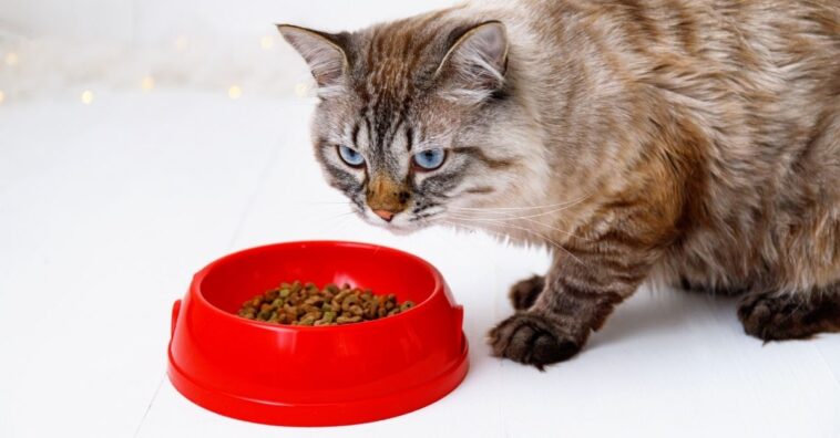 Dicas para facilitar na hora de dar remédios para cães e gatos