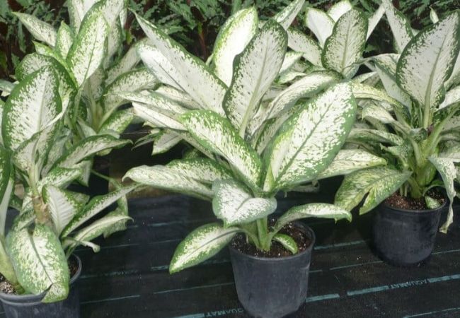 planta Dieffenbachia