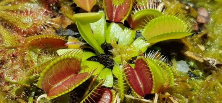 plantas exóticas Dionaea