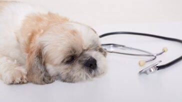 Doença do carrapato