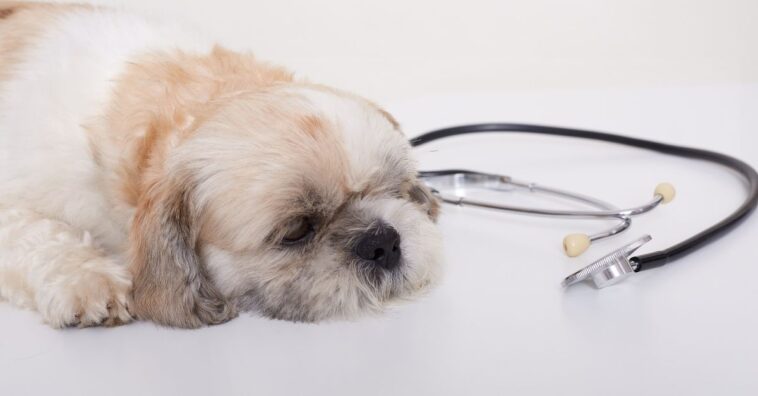 Doença do carrapato