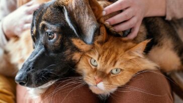 Doenças que cães e gatos podem passar para os humanos