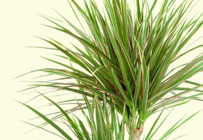 planta Dracaena-Marginata