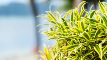 como cuidar de Dracena