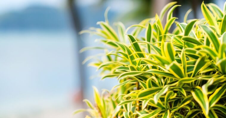 como cuidar de Dracena