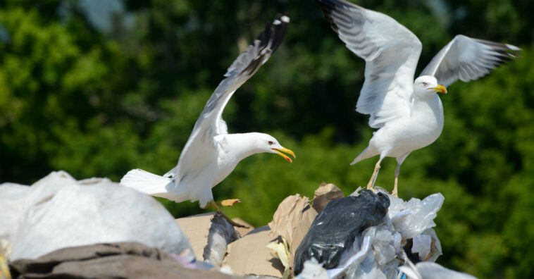 Em 30 anos, 99% das aves terão plástico nos estômagos