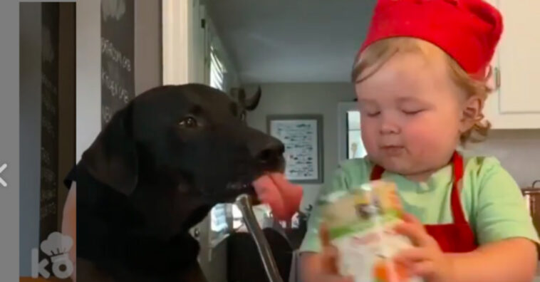Esse bebê cozinheiro vai ser a coisa mais fofa que você verá hoje!