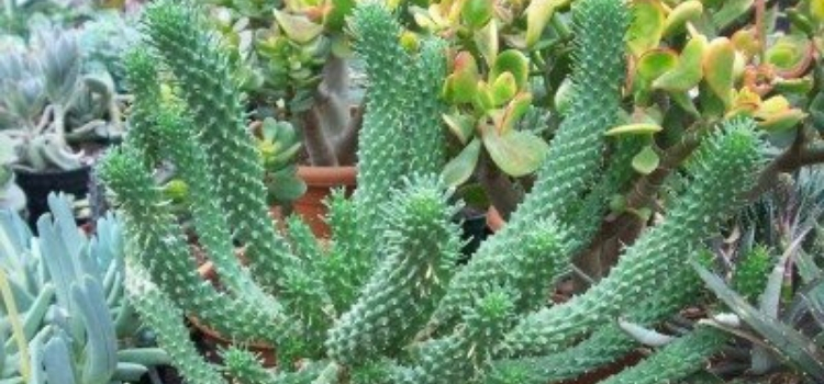 plantas exóticas Euphorbia caput medusae 