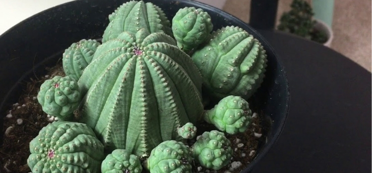 plantas exóticas Euphorbia obesa