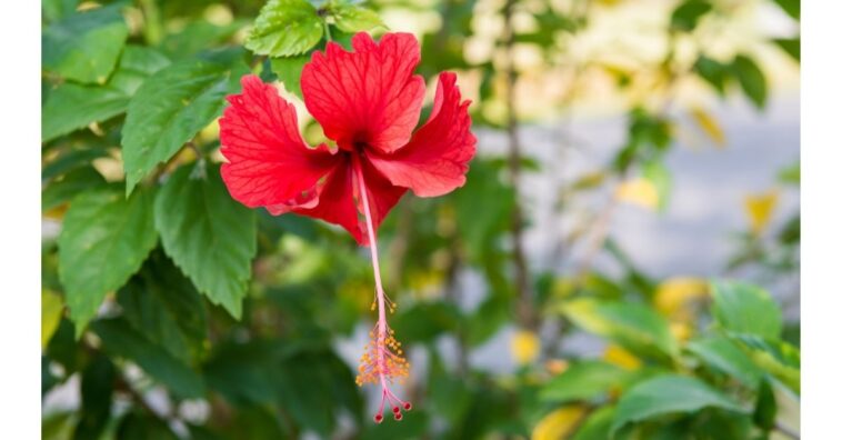 Flores para plantar no verão