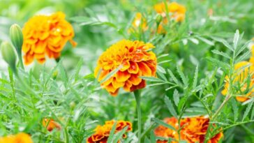Flores que afastam pragas da horta