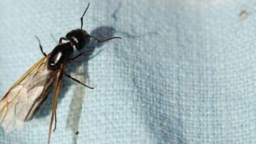 como espantar Formiga de asa