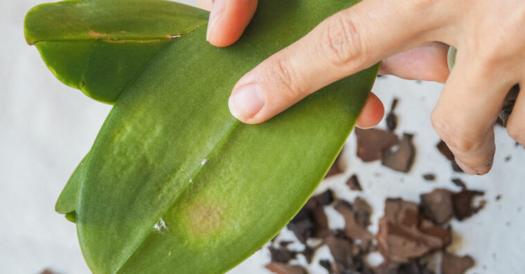 Formigas, cochonilhas, lagartas e pulgões eliminar