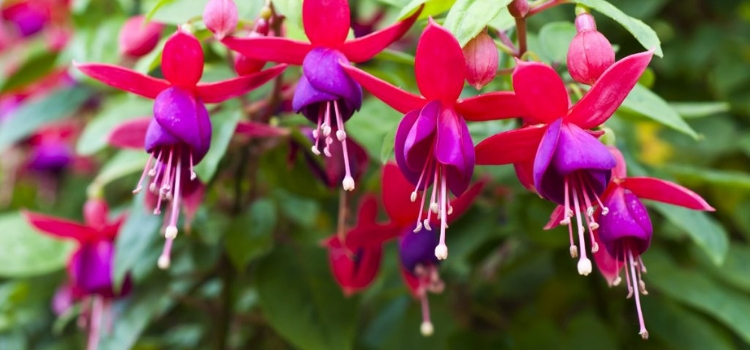 plantas exóticas Fuchsia