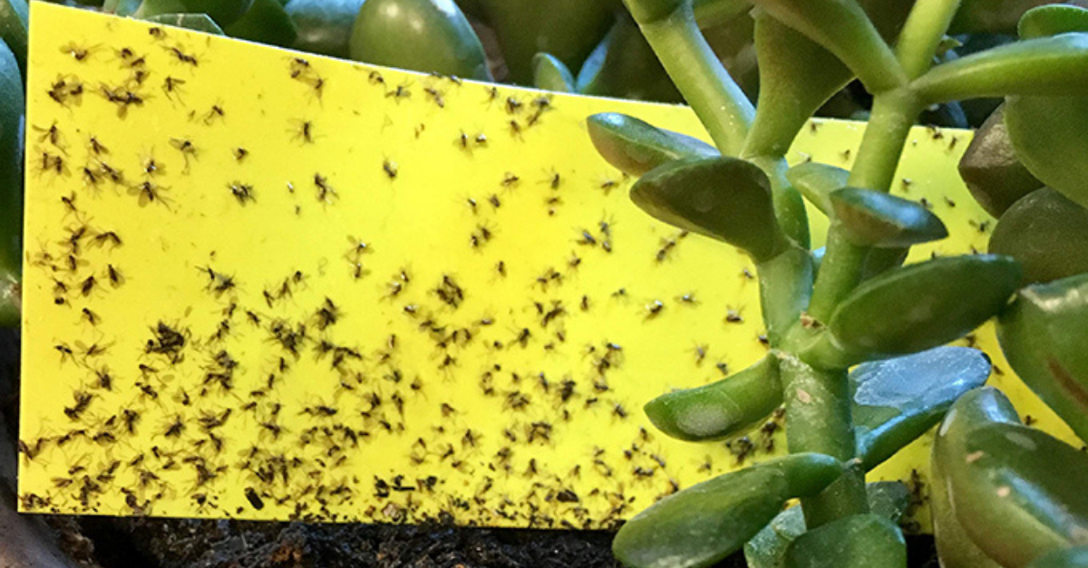 fungus-gnats-o-que-como-evitar-e-curar-as-plantas