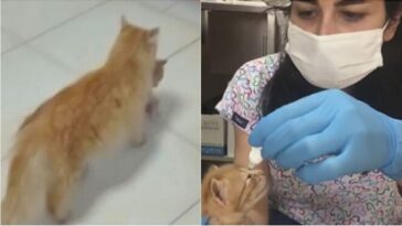 Gata entra em hospital veterinário carregando seu filhote e pede ajuda para tratá-lo