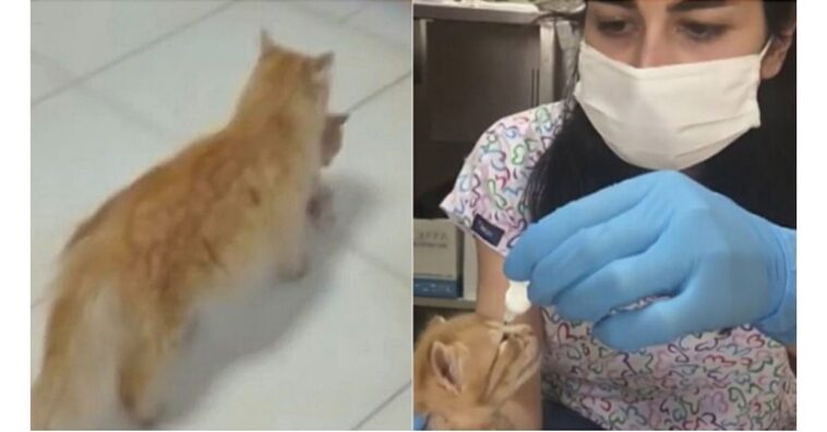 Gata entra em hospital veterinário carregando seu filhote e pede ajuda para tratá-lo