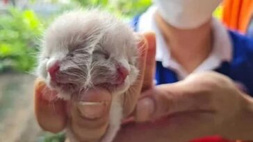 Gatinho com dois rostos