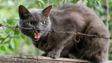 Gato agressivo o que fazer