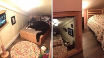 Gato ganha quartinho todo equipado