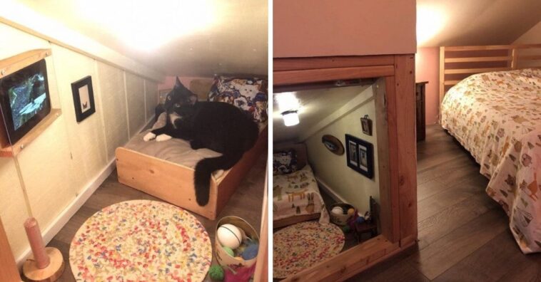 Gato ganha quartinho todo equipado