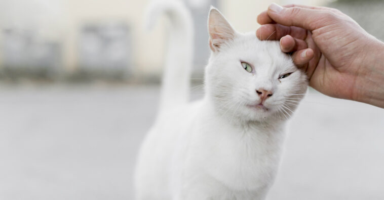 Gato marcando território