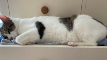 Gato pressentiu ataque cardíaco