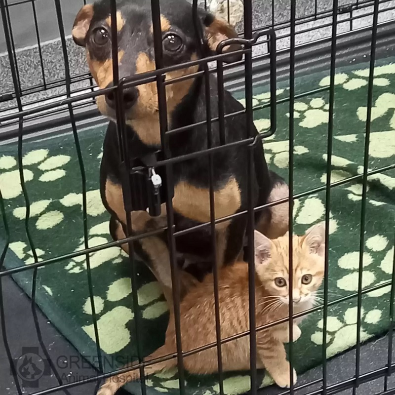 Gato resgatado escapa da gaiola 3