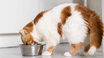 Gatos podem comer ração para cachorro