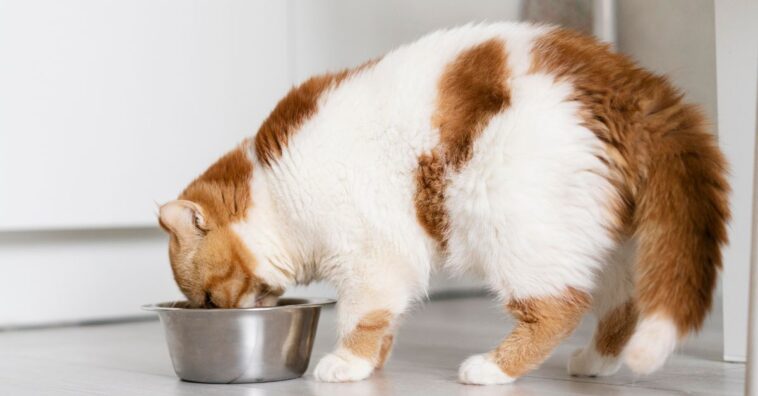 Gatos podem comer ração para cachorro
