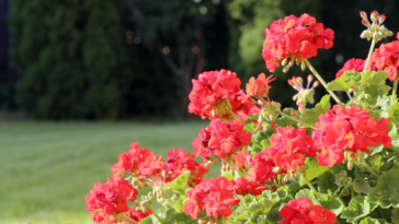 como cuidar de Gerânio